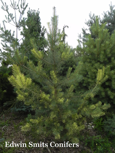 Pinus sylvestris 'Upperglade'